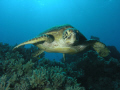   Inquisitive Green Turtle Northern Great Barrier Reef Australia  